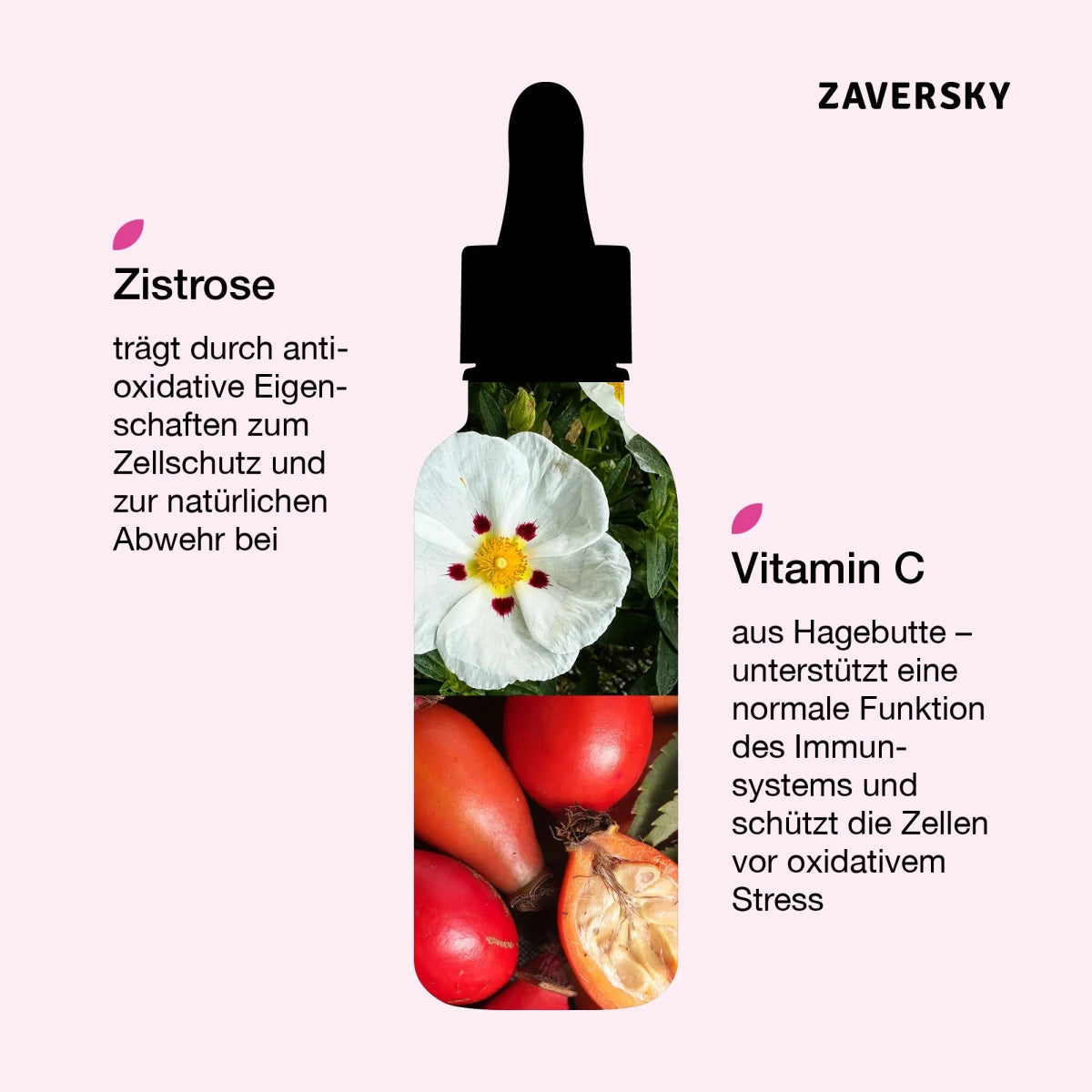 Zaversky Infografik zu Immun Held mit Tropfflasche, gefüllt mit Zistrosenblüte und Hagebutten, sowie Hinweisen zu Zistrose und Vitamin C.